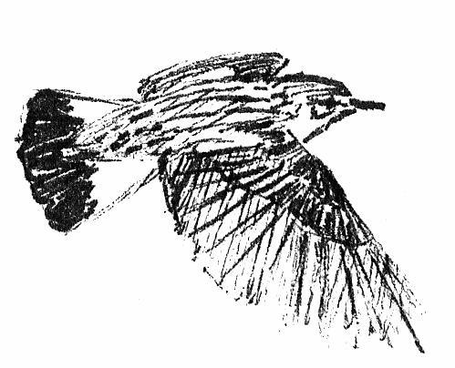 Helt oväntat var det inte eftersom observationer av sidensvans under häckningstid har ökat i länet de senaste åren. Flygga ungar har också rapporterats tidigare.