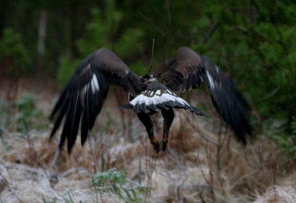 En kungsörn (Aquila chrysaetos) med satellitsändare på ryggen. Foto: Sture Orrhult. Figur 1. Två satellitmärkta kungsörnsungars rörelser under deras andra levnadsår.