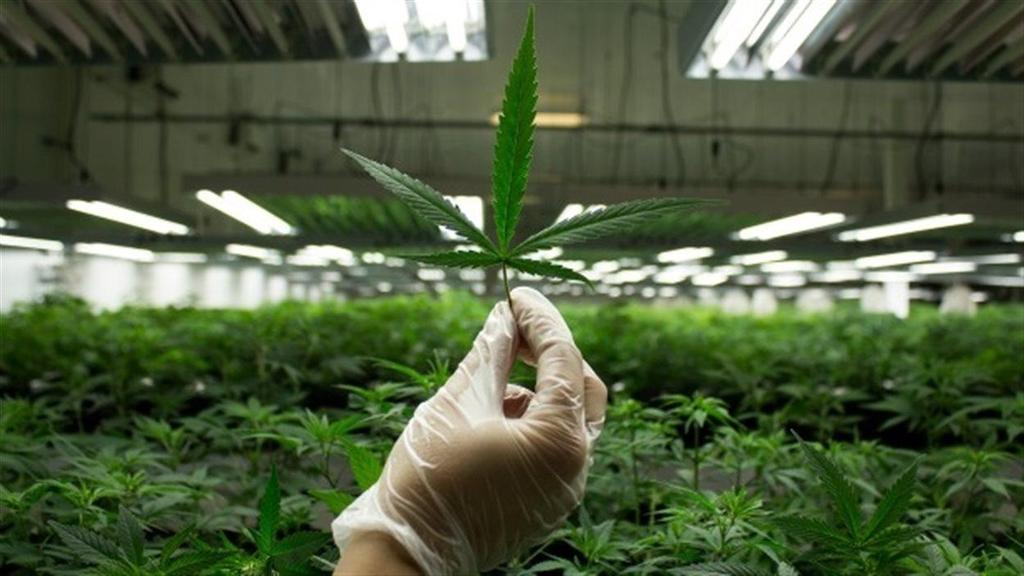 exerglobal Investeringar Organiska High-CBD Cannabis Säljs 100% Legalt som "Tobaksersättning" Under det senaste året, har återförsäljare med