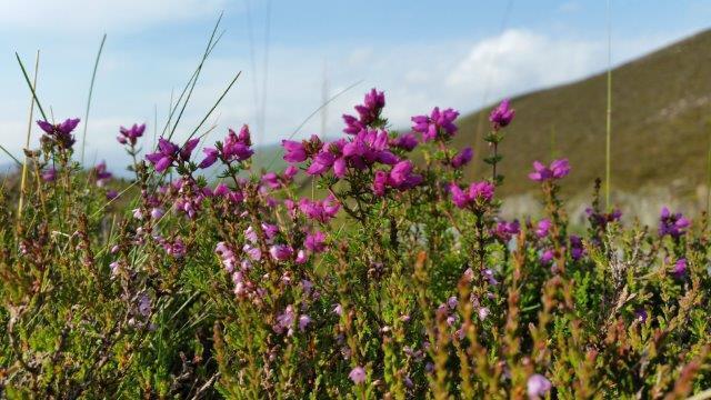 Söndag 18 augusti Utflykt i Högländerna ca 25 mil Efter ännu en god natts sömn och stärkande frukost lämnar vi hotellet för en utflykt i de verkliga skotska höglandsområdena vid Cairngorms National