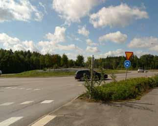 blandskog björkar,
