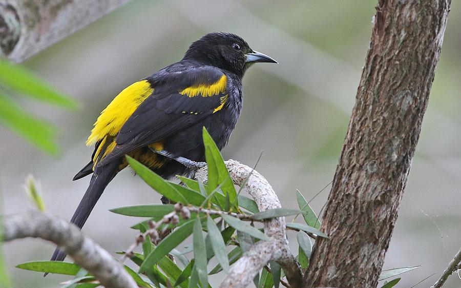 147 Cuban Oriole Icterus melanopsis (Kubatrupial) Endemisk 2 Cayo Paredón Grande 18.3 och 1 ex cayos 19.3. Ca 20 ex Zapata-området 20.3 och 3 ex 21.3. 1 ex Santo Tomás 22.3 och 1 ex La Güira NP 24.3. Cuban Oriole. Foto: Carl-Axel Bauer 148 Tawny-shouldered Blackbird Agelaius humeralis (Brunskuldrad trupial) Ca 10 i Najasa-området 17.