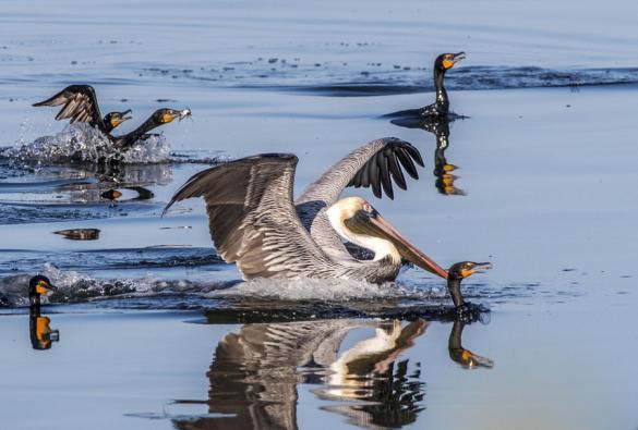 Fiskande Brown Pelican och Double-crested Cormorants. Foto: Göran Sundholm 20 mars Havet var spegelblankt då vi lämnade Cayo Coco. I öster var horisonten bitvis rosa av tusentals American Flamingos.