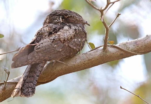 Stopp i mörkret längs den lilla vägen för Cuban Nightjar, vars ögon lyste i strålkastarskenet. Även flera ex hördes sjunga.
