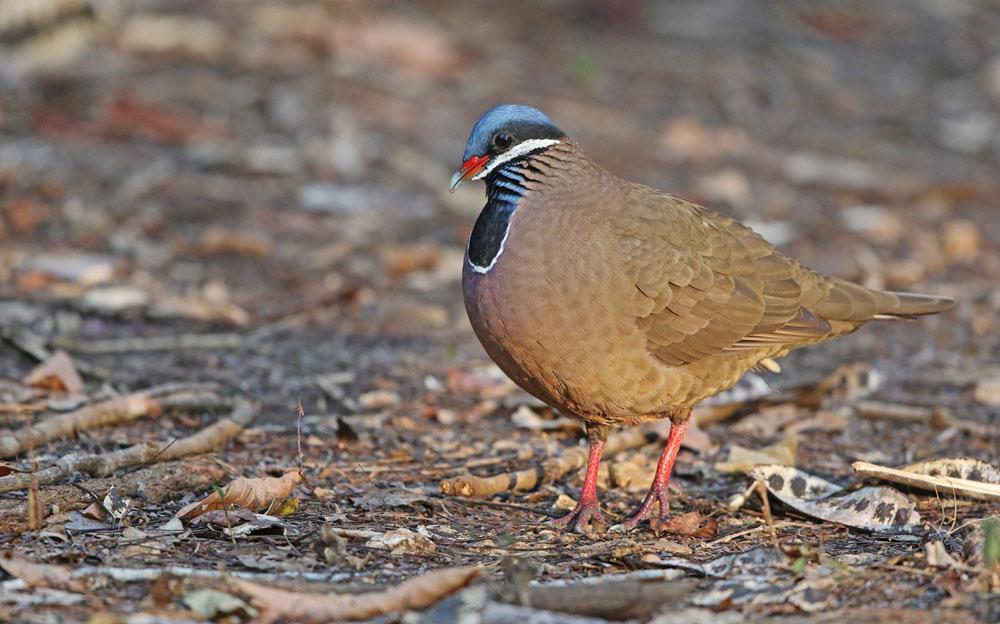 Blue-headed Quail-Dove, en vacker Kuba-endem! Foto: Carl-Axel Bauer Artlista fåglar 1 West Indian Whistling Duck Dendrocygna arborea (Karibvisseland) 5 Cayo Coco 18.3, 3 Cayo Guillermo 19.