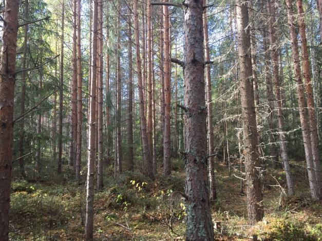 Belägenhet Gesunda 9:1 utgörs av 3 skogsmarksskiften. Skifte 1 och 2 finns i Gesunda. Skifte 3 är ett mindre skogsmarksskifte i N.Hållens fäbod.