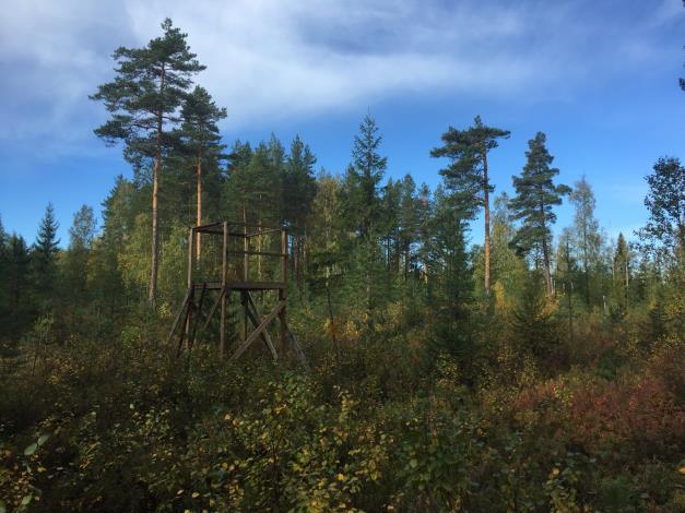 Enligt inventeringen omfattar skogsmarken ca 24,1 ha med ett uppskattat virkesförråd om 3 500 m 3 sk varav ca 700 m 3 sk är skog i slutavverkningsbar ålder, huggningsklass S2.