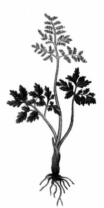 7(2) Daphne 61 Rutlåsbräken - Botrychium matricariifolium UPL, Gamla Uppsala sn: S om Fullerö backar, V om väg 290 mellan Uppsala och Storvreta (11I9a 2125), ett ex i skuggig klippskreva pä