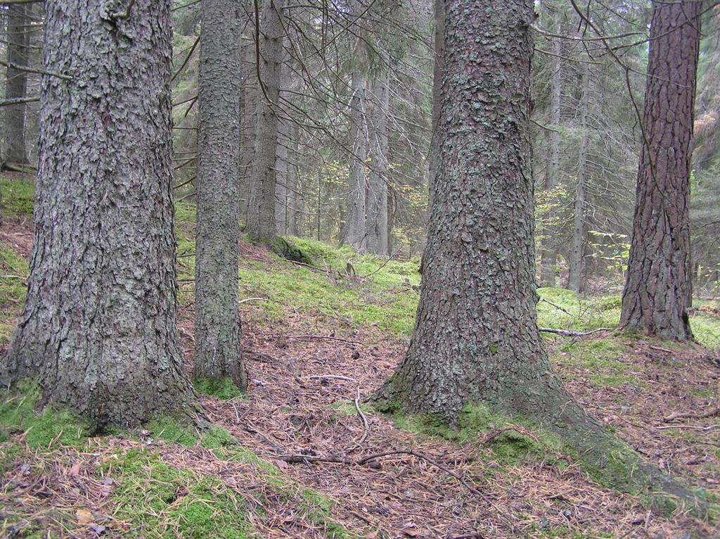 Sundavägen. Avståndet till Peterslunds strövskogar är emellertid ringa. Mot Stjärnholms Brannäskilen i norr utgör motorvägen en barriär för växter och marklevande djur.