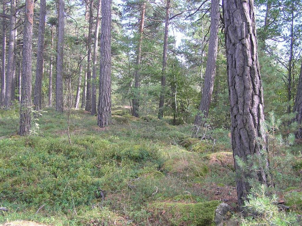 Ädellövträd i allén vid Stjärnholm. Fig. 4.