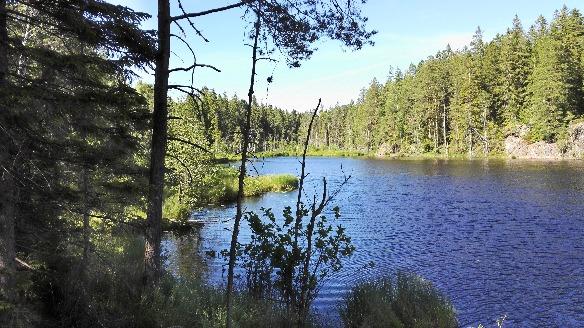 stor glädje vid fågelstudier. Lånas ut gratis till medlemmar.