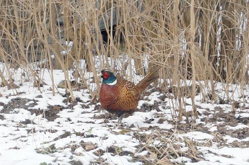 TRÄDGÅRDSSAFARI En av grundstenarna i Naturskyddsföreningen är att älska naturen, och varför inte börja hemma.