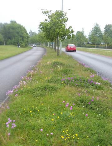Gatans centrala läge gör att det är ganska intensiv trafik. Figur 9. Vy över den ca 200 meter långa refugen på Löpargatan (Landskrona) från Väster, 2015-06-02.