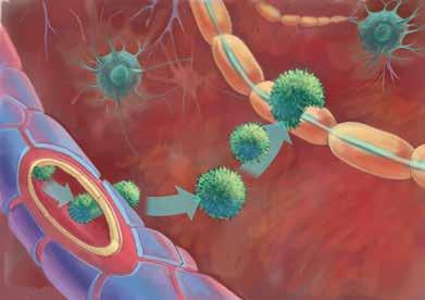 FAKTA OM TYSABRI SÅ HÄR FUNGERAR TYSABRI Vid MS passerar immunceller från blodbanan till centrala nervsystemet.