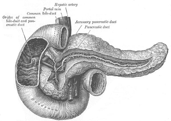 Introduction Cancer is a disease characterised by the uncontrolled division of cells and the ability of these cells to invade other tissues; either by direct growth into adjacent tissue through