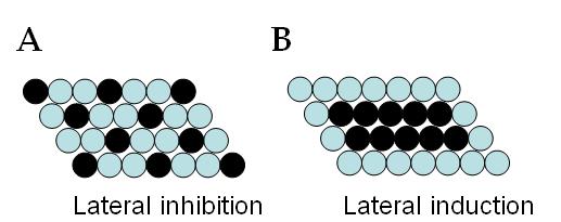 Figure 3) Schematic illustration of lateral inhibition and induction. Filled circles represent Notch-expressing cells. (A) Example of pattern formation for the lateral inhibition process.