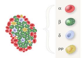 Notch signalling crosstalks also with the EGF receptor/ras/map kinasesignalling pathway.