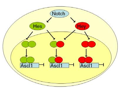 Figure 6) Proposed Notch signalling via Hes and Hey to inhibit Ascl1 transcription. Hes and Hey may function as homodimers or heterodimers in cells that co-express these factors.