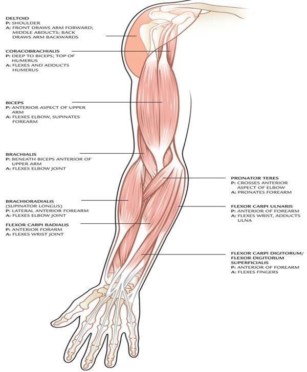 Deltoideus Deltoideus Coracobrachialis Biceps Brachialis Pronator Teres Brachioradilis Bracioradialis Flexor capri