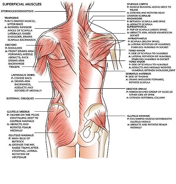 Nu kommer vi att titta på kroppens olika muskler och vi delar in dem i lite olika delar Sternocleidomastoideus Trapezius Deltoideus Triceps bracci Latissimus Dorsi Splenius