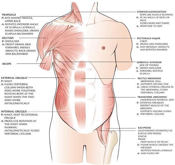 Trapezius Sternocleiodomast oideus Deltiodeus Pectoralis major Biceps Serratus anterior Externus Obliques Rectus abdominis Transversus Internus Obliques Iliopsoas (Illiacus och psoas) M.