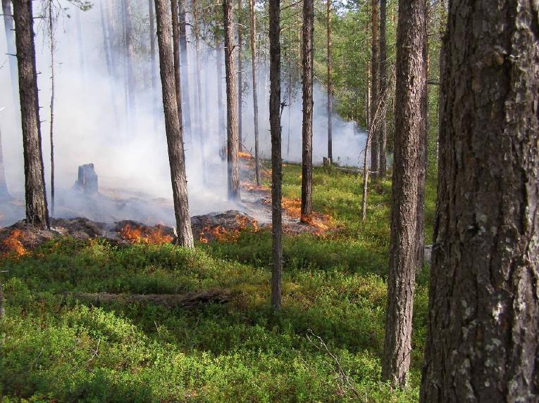 skogsbranden. Detta kan ge stora problem då branden sprids snabbt och ibland måste bekämpas på flera fronter. [3], [20c] Figur 6: De fyra skogsbrandstyperna (Räddningsverket år 2008) 3.5.
