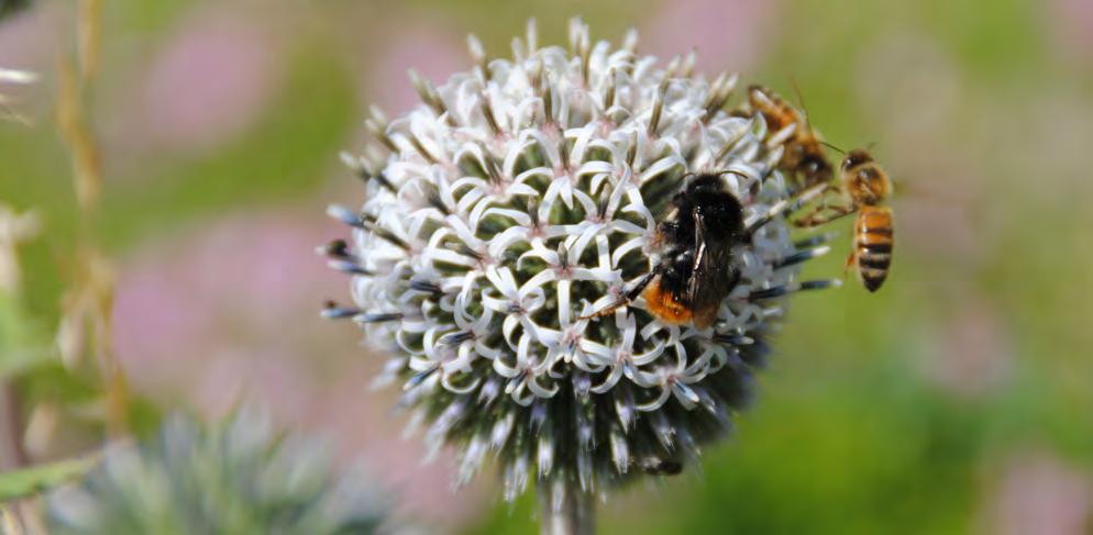Vi måste hjälpa pollinerarna Foto: Karin Schmidt Pollinerare är jätteviktiga. Pollinerare har problem. Varför? På grund av oss människor. Finns det saker vi kan göra? Absolut.