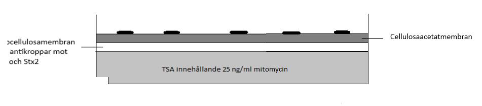 (TSA)-plattor innehållande 25 ng/ml mitomycin. Över nitrocellulosamembranet placerades ett cellulosaacetatmembran (82 mm; 0,45 μm).