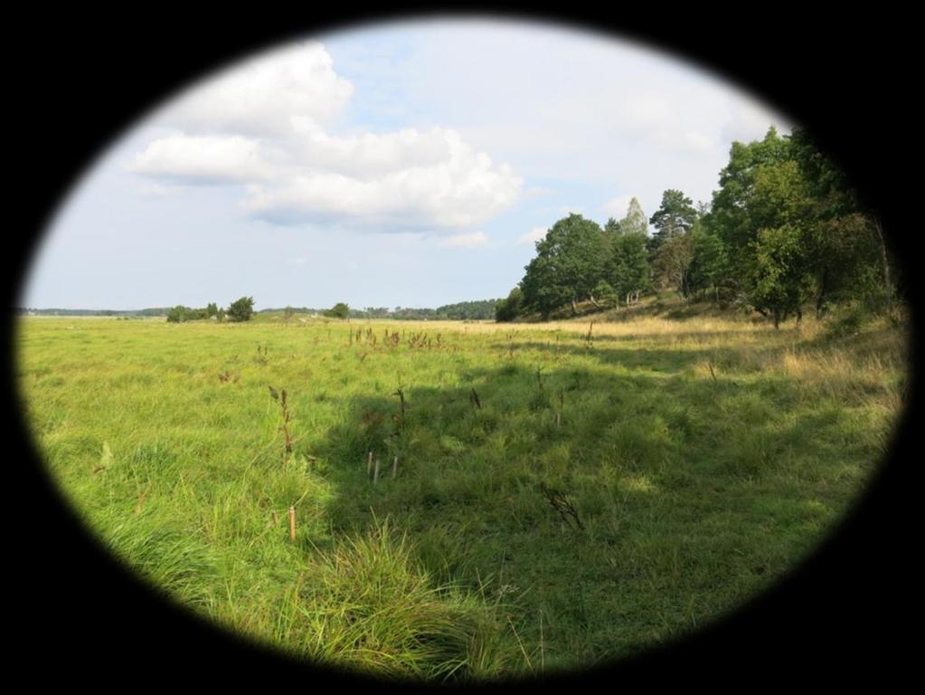 skalbaggar på