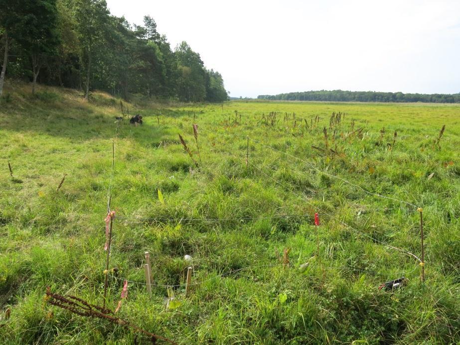 artrik gräsflora. Den angränsande skogsdungen Parnassen, är mycket artrik både vad gäller trädepifyter och lundväxter. Bild 2. Åtgärdsområde vid Hjälstaviken, 2014-08-14.
