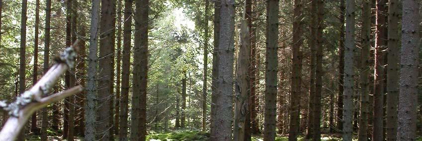 domineras av mossor i bottenskiktet.