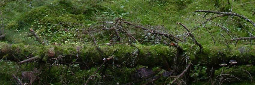 Skogsstyrelsen (2008) utpekade sumpskogarna, då dessa inte bör kunna påverkas av en vindkraftsetablering.