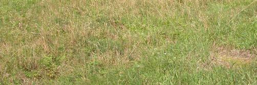 Floran i området, som i mycket liknar den i nordligt boreala norrländska skogar, är generellt en granskog av