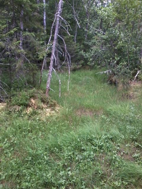 Björksumpskog Objekt-ID Delområde 4 Inventeringsdatum 2018-06-23 Biotoper lövsumpskog Naturtyper Skog och
