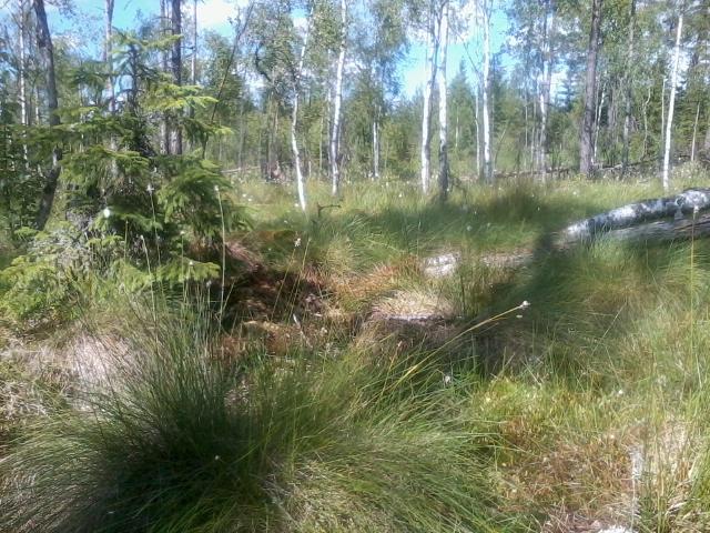 Tidigare inventeringar - Lagligt skydd Björksumpskog Objekt-ID Delområde 9 Inventeringsdatum 2018-06-23 Biotoper björksumpskog Naturtyper