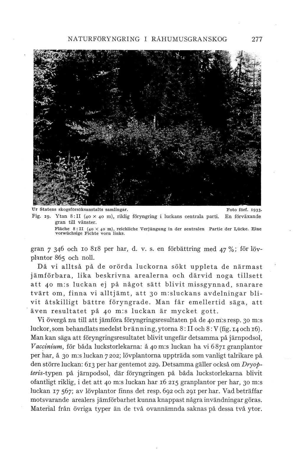 NATURFöRYNGRING I RÅHUMUSGRANSKOG 277 Ur statens skogsförsöksanstats samingar. Foto förf. I933 Fig. rg. Ytan 8: II (40 x 40 m), rikig föryngring i uckans centraa parti. En förväxande gran ti vänster.