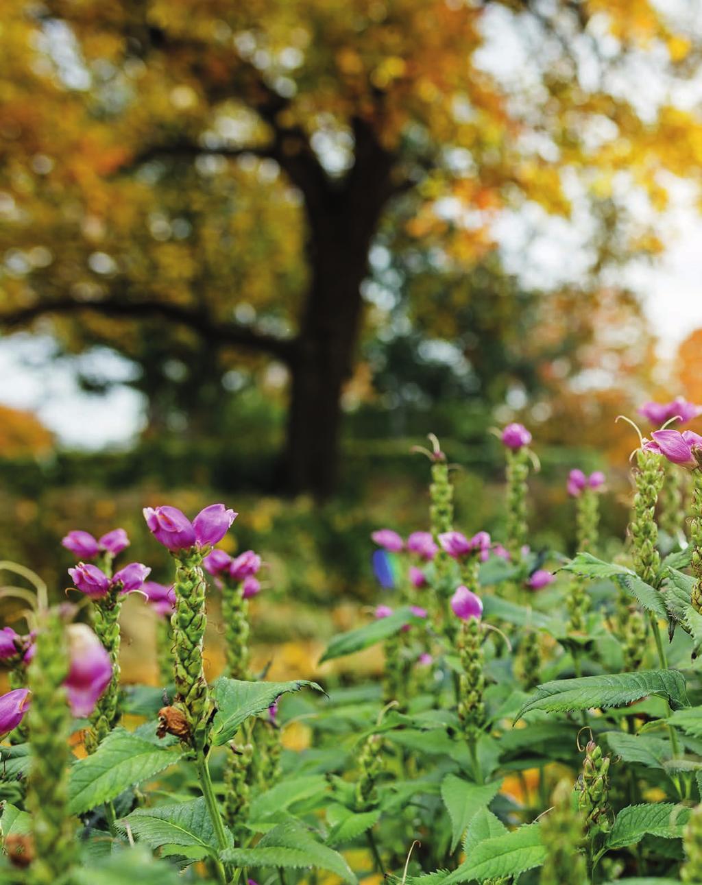 BLI 100 % NATURLIG MED OSS! Att välja 100 % naturliga alternativ som gödsel till jordprodukter är en del av Hasselfors Gardens hållbarhetsarbete.