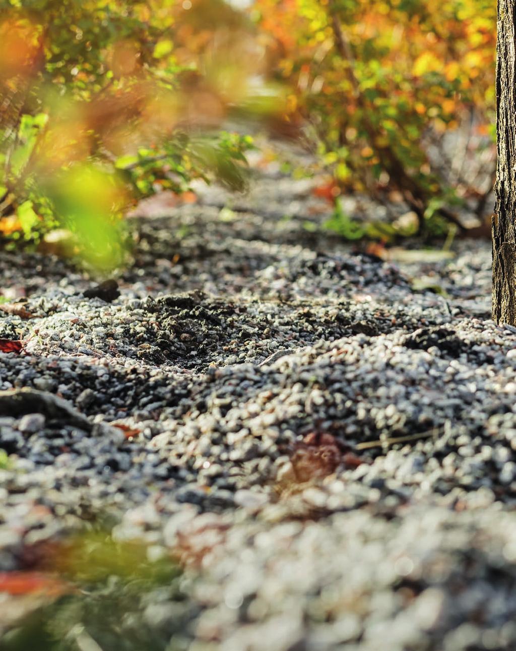VI SÄTTER CITYKROSS PÅ PROV Hasselfors Gardens Citykrossblandningar lanserades våren 2018. Ungefär samtidigt anlades provodlingar i Vagersta norr om Västerås.