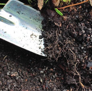 CITYKROSS FÖR TUFFA STADSMILJÖER EXEMPELSKISS PÅ UPPBYGGNAD AV VEGETATIONSYTA I STÖRD MARKPROFIL Trädgropen är något nedsänkt så att dagvatten naturligt kan föras till den.