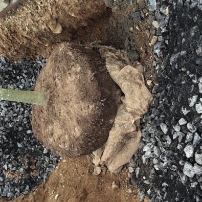 bottenlager i större växtbäddar och mellan trädplanteringsgropar i sammansatta planteringsområden. Citykross är en rotogräsfri blandning av makadam, biokol och kompost samt naturgödsel.