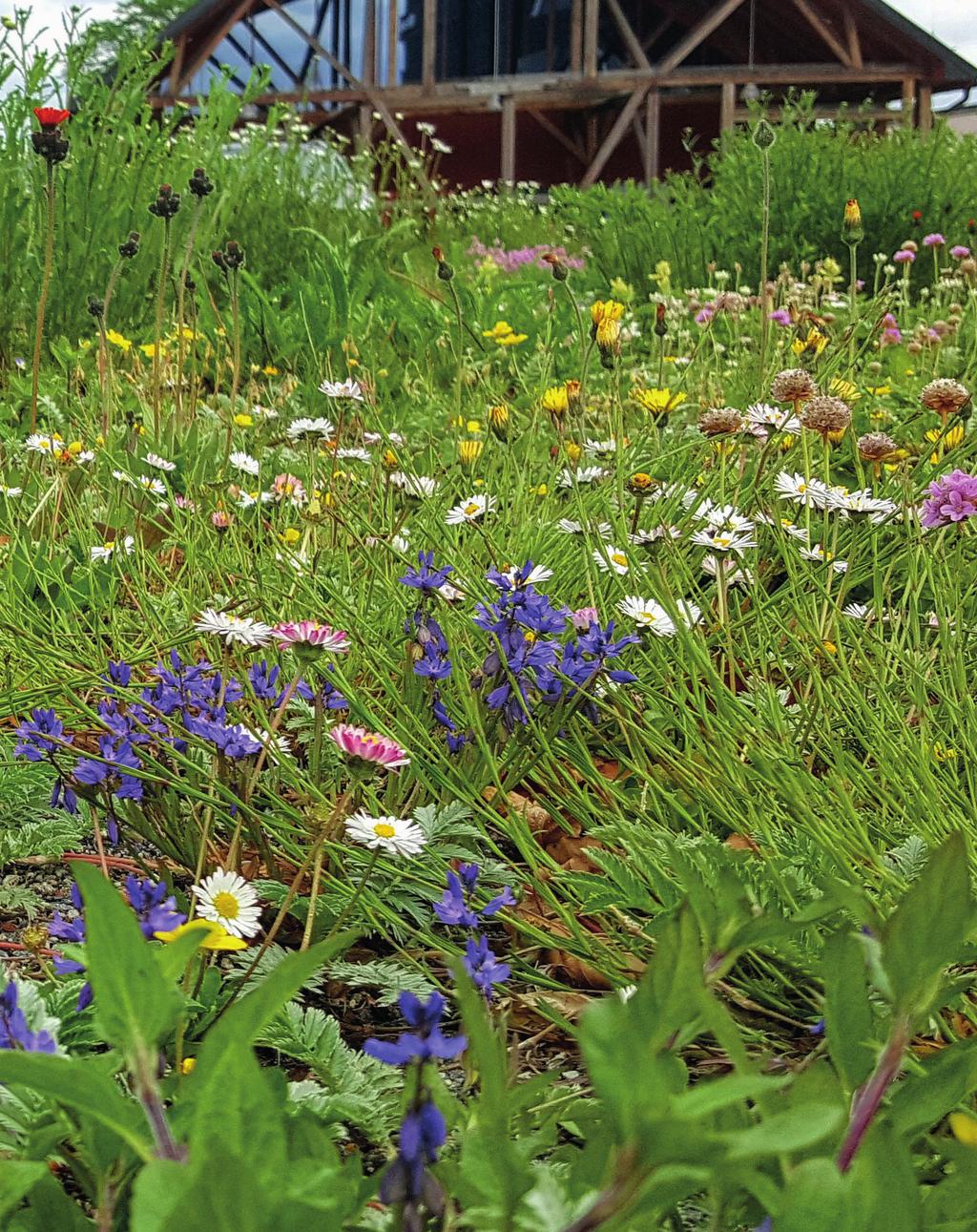 SVERIGES LANTBRUKSUNIVERSITET ARTRIK MATTA FÅR CAMPUS ATT BLOMSTRA sitet skulle anlägga en gräsmatteäng utanför huvudbyggnaden på campus i Ultuna.