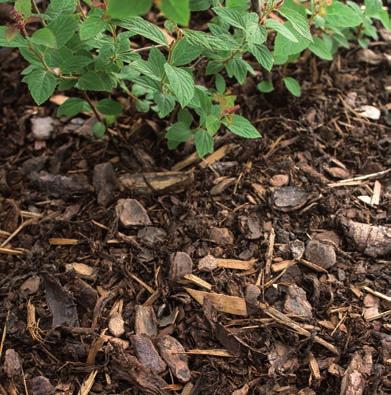 Den bör inte användas som planteringsjord som sådan utan blandas med befintlig jord. Näringsrik grönkompost passar även som mulch på ytan av befintliga rabatter och växtbäddar. 5 10 cm lager är lagom.