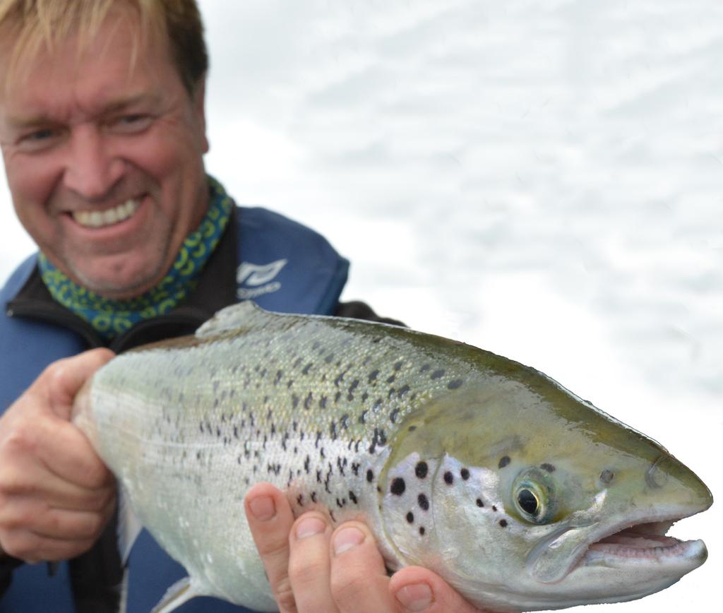 Nuvarande utsättningar av 2-årig smolt som sker via Laxfonden: Laxfond Vänern