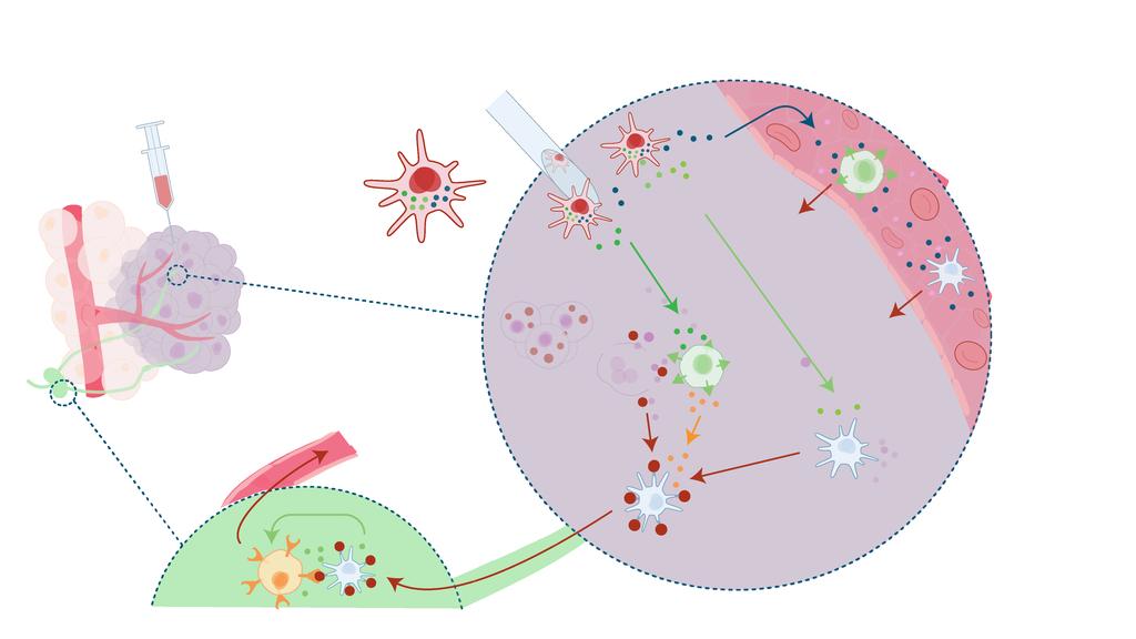 Verkningsmekanism 1. Injektion NK-celler Rekrytering 2. Rekrytering av immunceller Ilixadencel Aktivering Omogna DCs TUMÖR 3. Aktivering av immunceller LYMFKÖRTEL 5.
