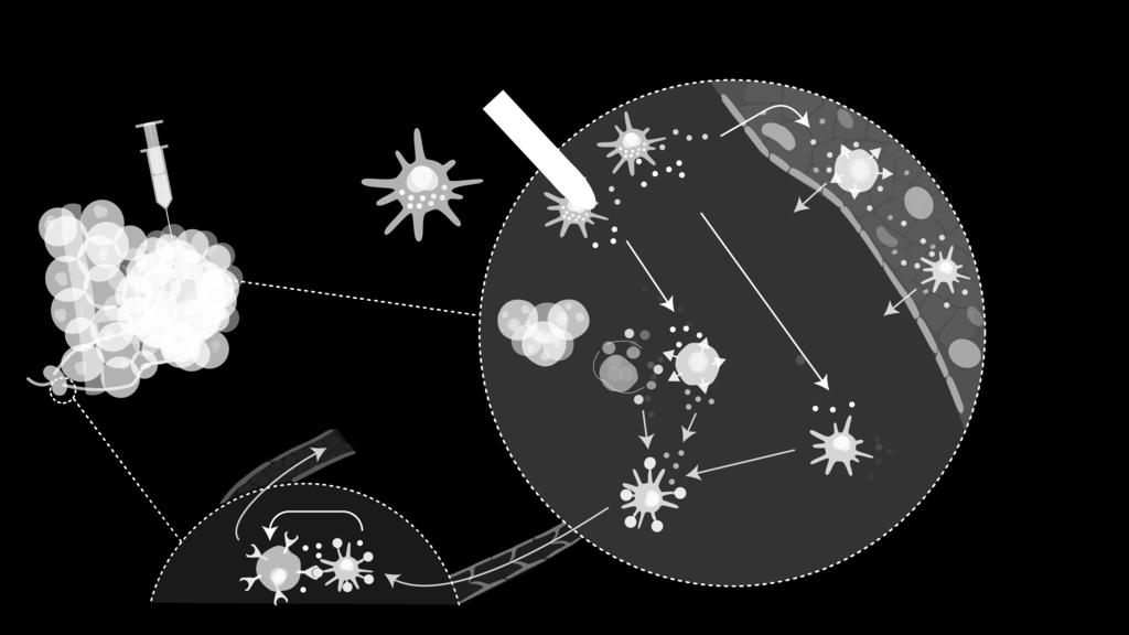 T-celler blir cytotoxiska t-celler ( mördarceller ) T-cells Figuren ovan visar hur ilixadencel producerar rekryterande och aktiverande molekyler i tumören, vilka sedan rekryterar och aktiverar