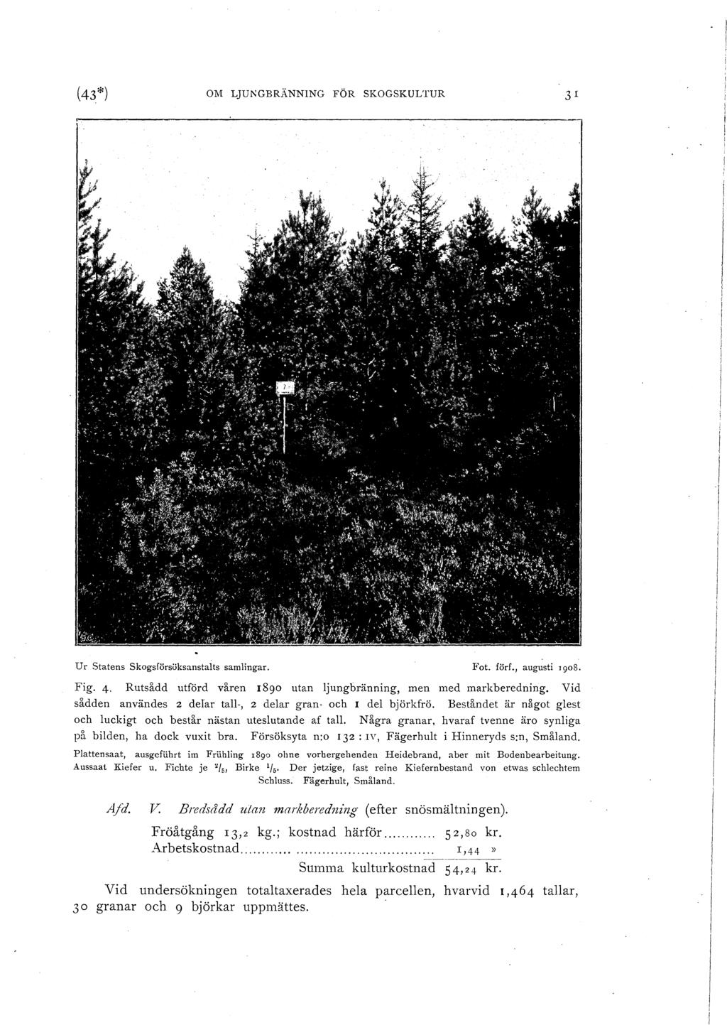 (43*) OM LJUI':GBRÄNNING FÖR SKOGSKULTUR U r Statens skogsförsöksanstats sarn1ingar. Fot. förf., augusti 1go8. Fig. 4. Rutsådd utförd våren 1890 utan jungbränning, men med markberedning.