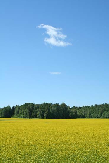 Jordbruk, skogsbruk och fiske Statistisk årsbok 2009 88 Jordbruk Agriculture Åkerareal, svin och mjölkkor minskar kraftigt; däremot har kor för köttproduktion och fårstammen ökat.