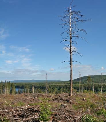 Jordbruk, skogsbruk och fiske Statistisk årsbok 2009 89 Skogsbruk Forestry Sveriges skogmarksareal är 22,9 miljoner hektar.