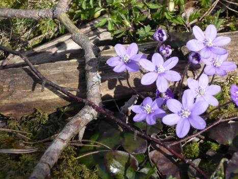 28 april: Båtfärd till Nacka strand, vandring tillbaka till Stockholm. Vi tar båten Sjövägen 80 till Nacka strand och vandrar sedan längs vattnet tillbaka till Åsöberget på Södermalm. Vi passerar bl.
