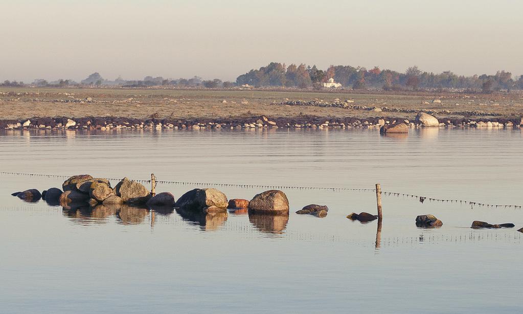 Häckfågelinventering av havsstrandängar i nordöstra Skåne 2012 av Nils Waldermarsson Vadarpopulationerna på våra strandängar, såväl de som finns vid havet som i inlandet, minskar påtagligt.